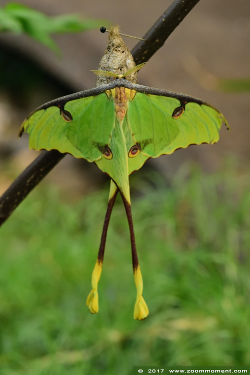 komeetstaartvlinder butterfly
Trefwoorden: Vlindersafari Gemert vlinder butterfly komeetstaart