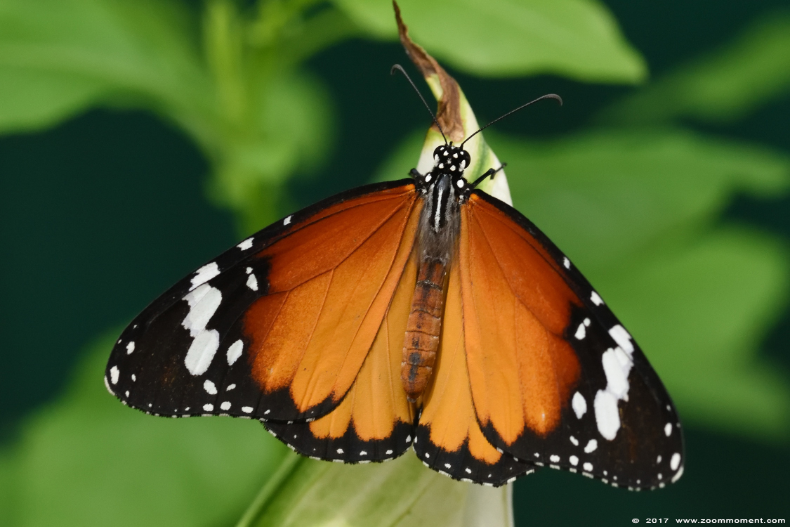 passiebloemvlinder butterfly
Trefwoorden: Vlindersafari Gemert vlinder butterfly passiebloem