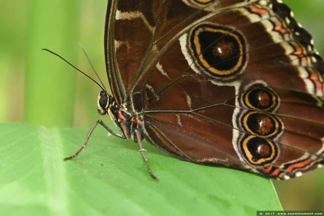 Morpho peleides
Trefwoorden: Vlindersafari Gemert vlinder butterfly Morpho peleides