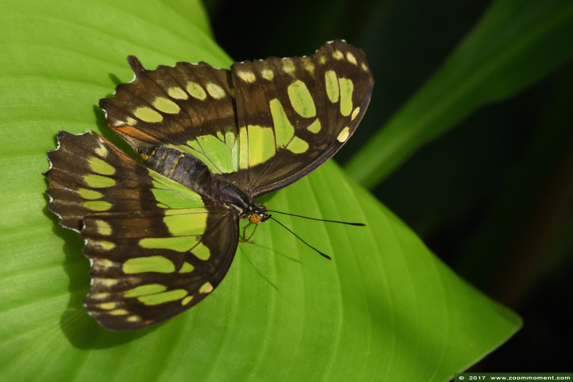 malachiet vlinder ( Siproeta stelenes ) malachite
Ключевые слова: Vlindersafari Gemert vlinder butterfly  malachiet vlinder Siproeta stelenes malachite