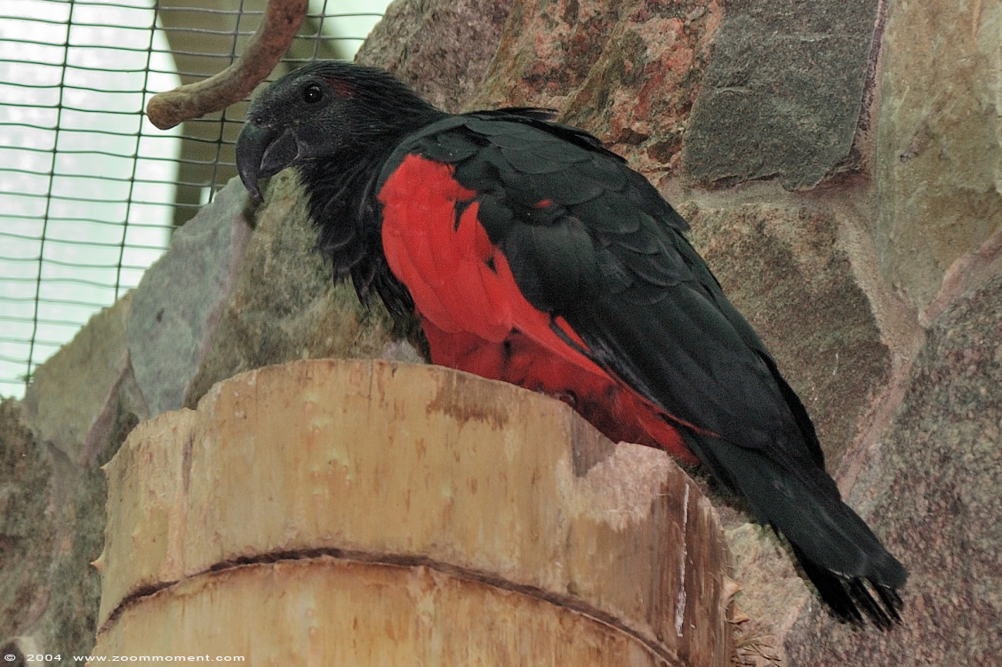 borstelkoppapegaai  ( Psittrichas fulgidus )  Pesquet's parrot 
Trefwoorden: Vogelpark Walsrode zoo Germany borstelkoppapegaai Psittrichas fulgidus Pesquet&#039;s parrot