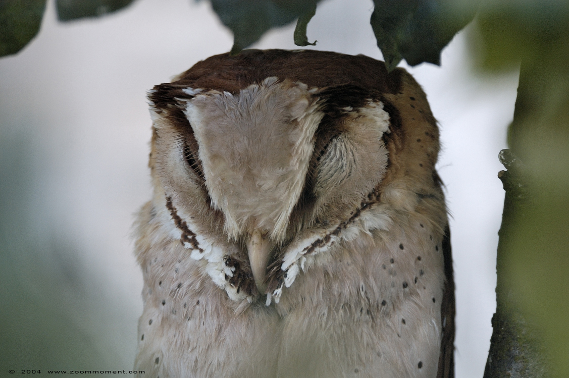 bruine uil ( Phodilus badius )  oriental bay owl
Trefwoorden: Vogelpark Walsrode zoo Germany bruine uil Phodilus badius oriental bay owl