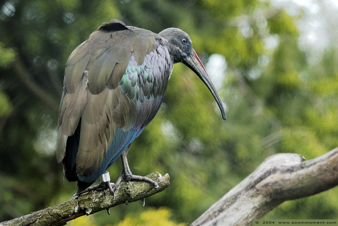 Hadada ibis  ( Bostrychia hagedash )
Trefwoorden: Vogelpark Walsrode zoo Germany Bostrychia hagedash Hadada ibis vogel bird