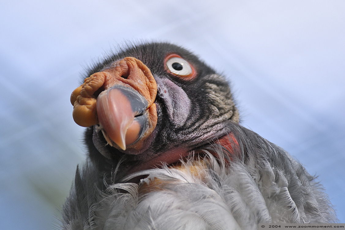 koningsgier ( Sarcocamphus papa )  king vulture
Trefwoorden: Vogelpark Walsrode zoo Germany Sarcocamphus papa koningsgier king vulture gier vogel bird