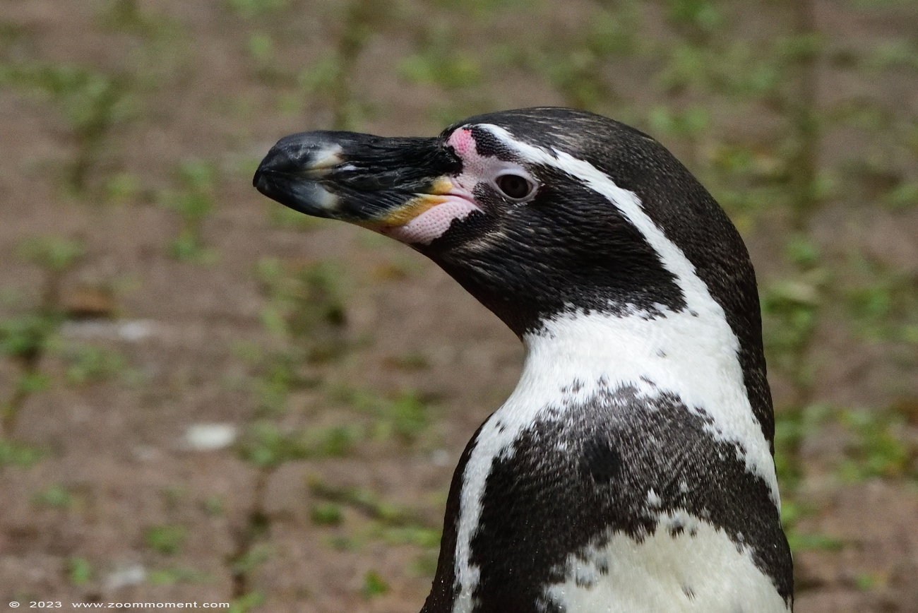 humboldtpinguïn ( Spheniscus humboldti ) humboldt penguin 
Trefwoorden: Vogelpark Walsrode zoo Germany humboldtpinguïn Spheniscus humboldti humboldt penguin