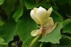 DSC_63484_Walsrode2023_park_magnoliac.jpg
