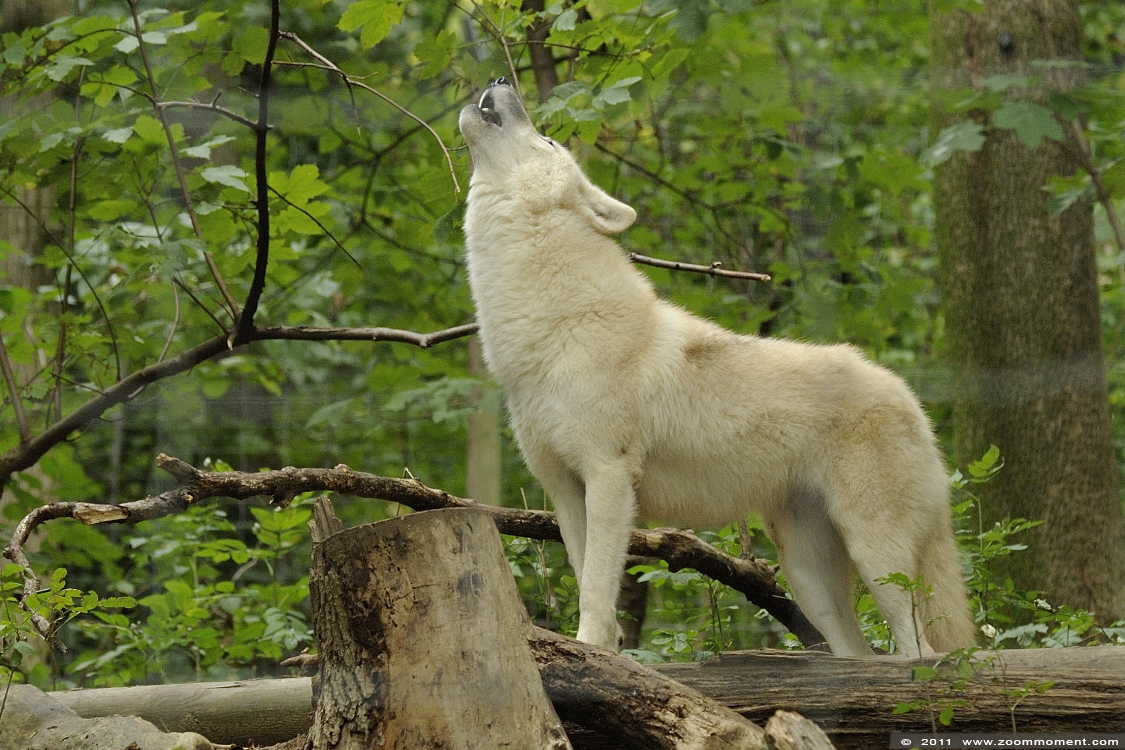 Arktische of Canadese wolf ( Canis lupus arctos ) Canadian or arctic or white wolf
Trefwoorden: Wenen zoo Arktische Canadese wolf Canis lupus arctos Canadian or arctic white wolf