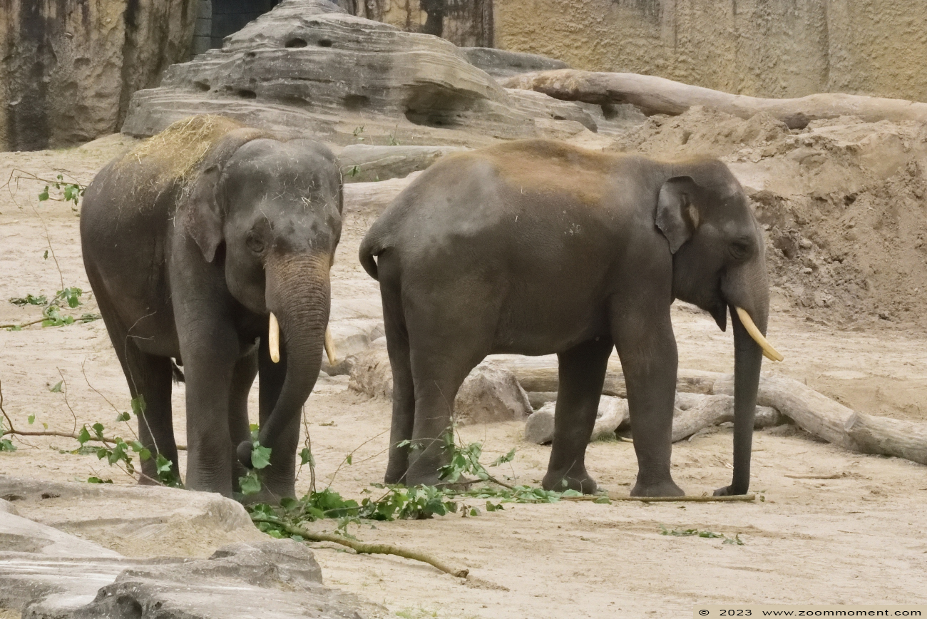 Aziatische olifant ( Elephas maximus )  Asian elephant
Trefwoorden: Wildlands Emmen Nederland Aziatische olifant Elephas maximus Asian elephant