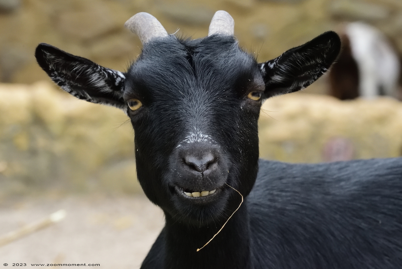 Afrikaanse dwerggeit
Klíčová slova: Wildlands Emmen Nederland Afrikaanse dwerggeit pygmy goat