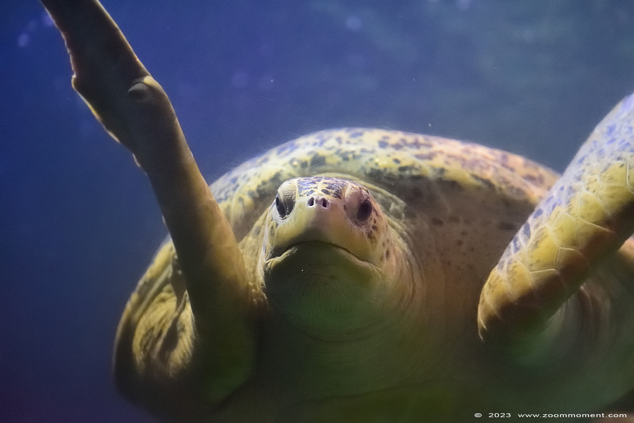 soepschildpad of groene zeeschildpad ( Chelonia mydas ) green sea turtle
Schlüsselwörter: Wildlands Emmen Nederland soepschildpad groene zeeschildpad Chelonia mydas green sea turtle