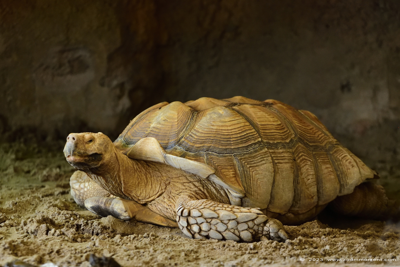 sporenschildpad ( Centrochelys sulcata ) African spurred tortoise
Słowa kluczowe: Wildlands Emmen Nederland sporenschildpad Centrochelys sulcata African spurred tortoise