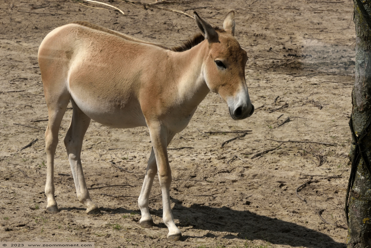 onager ( Equus hemionus ) Asiatic wild ass
Trefwoorden: Wildlands Emmen Nederland onager Equus hemionus Asiatic wild ass