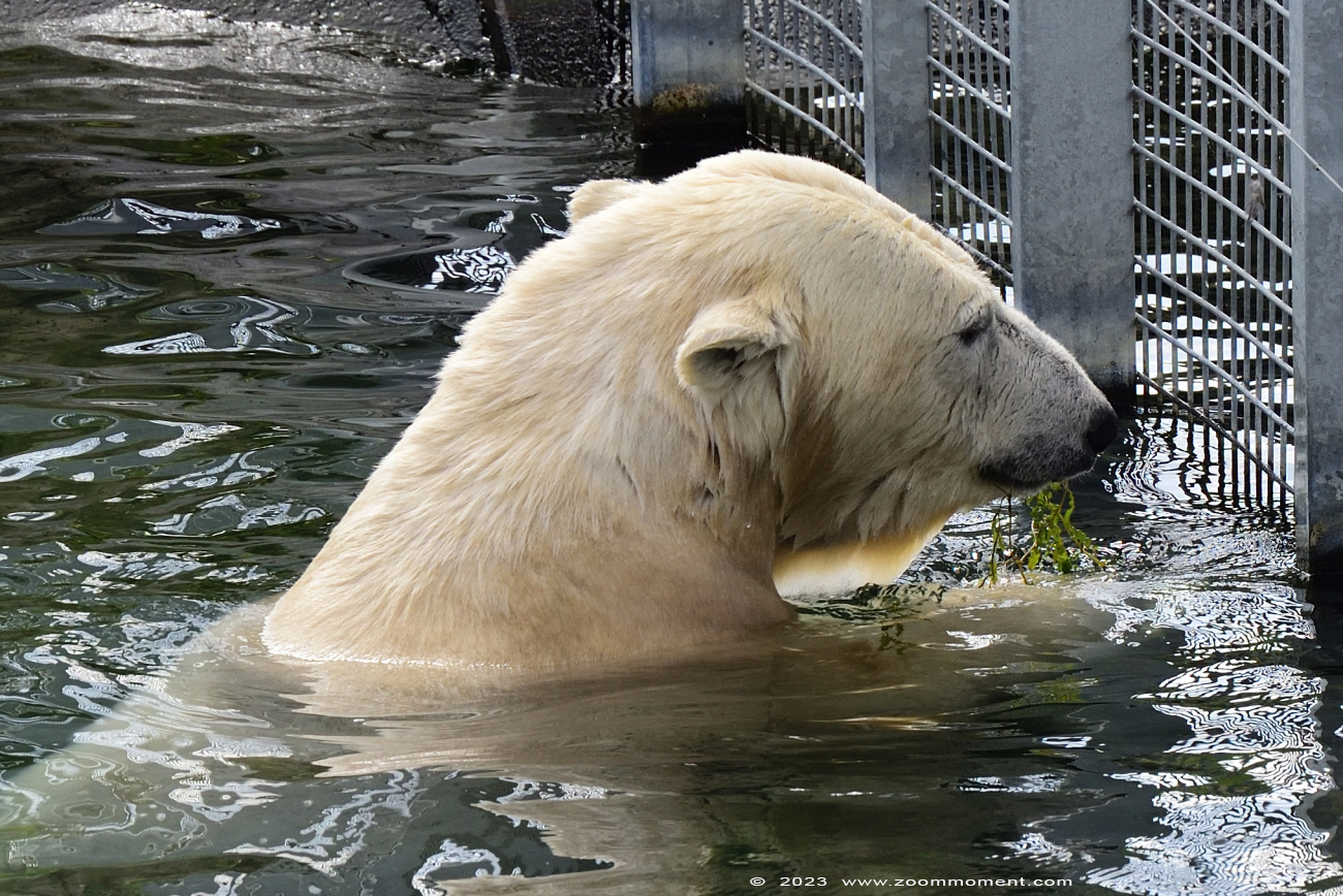 ijsbeer ( Ursus maritimus ) polar bear
Trefwoorden: Wildlands Emmen Nederland ijsbeer Ursus maritimus polar bear
