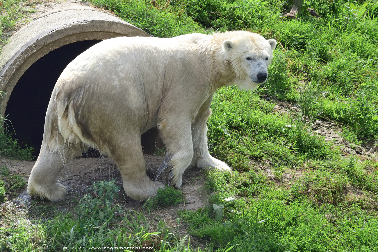 ijsbeer ( Ursus maritimus ) polar bear
Keywords: Wildlands Emmen Nederland ijsbeer Ursus maritimus polar bear
