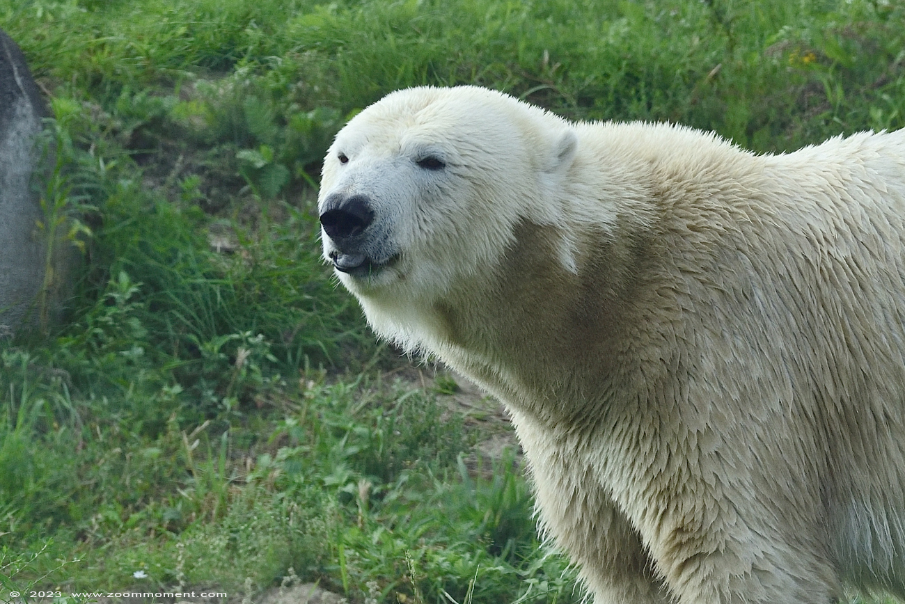 ijsbeer ( Ursus maritimus ) polar bear
Λέξεις-κλειδιά: Wildlands Emmen Nederland ijsbeer Ursus maritimus polar bear