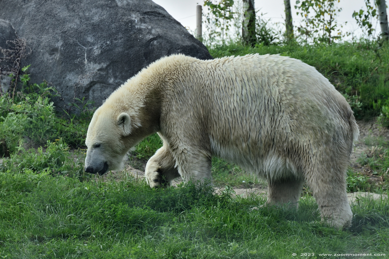 ijsbeer ( Ursus maritimus ) polar bear
Trefwoorden: Wildlands Emmen Nederland ijsbeer Ursus maritimus polar bear