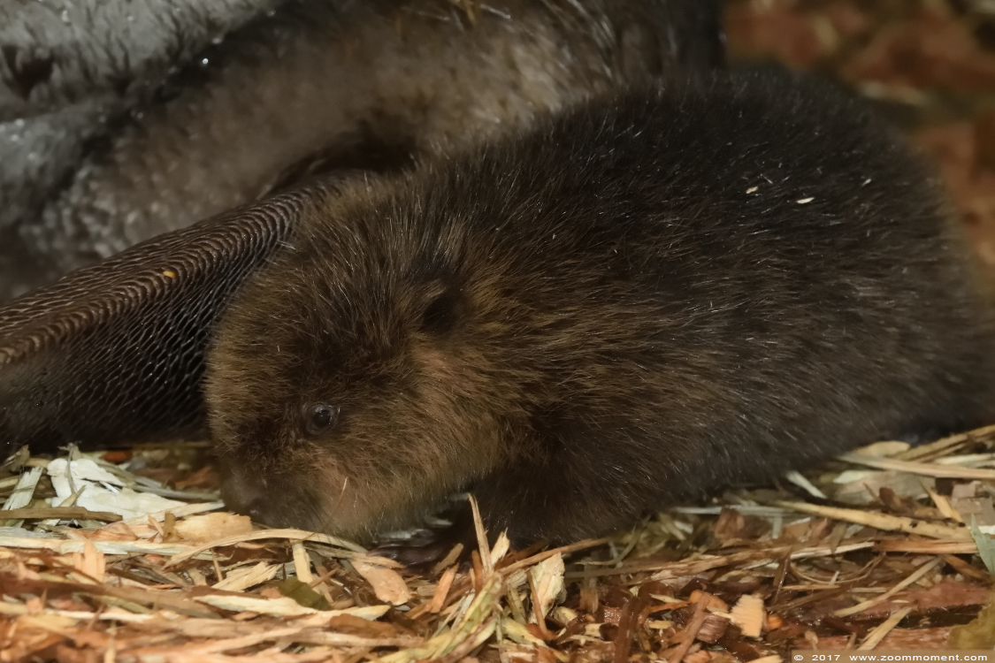 Europese bever ( Castor fiber )  beaver
Trefwoorden: Wuppertal zoo Europese bever Castor fiber beaver