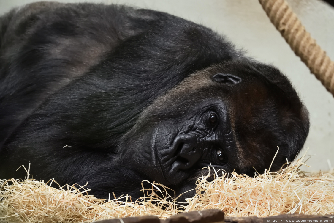 Gorilla gorilla
Trefwoorden: Wuppertal zoo Gorilla gorilla