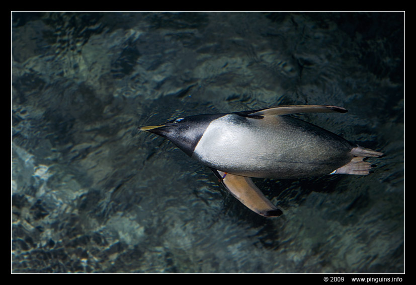 subAntarctische ezelspinguïn ( Pygoscelis papua papua ) gentoo penguin Subantarktischer Eselspinguin
Trefwoorden: Wuppertal zoo ezelspinguïn Pygoscelis papua gentoo penguin