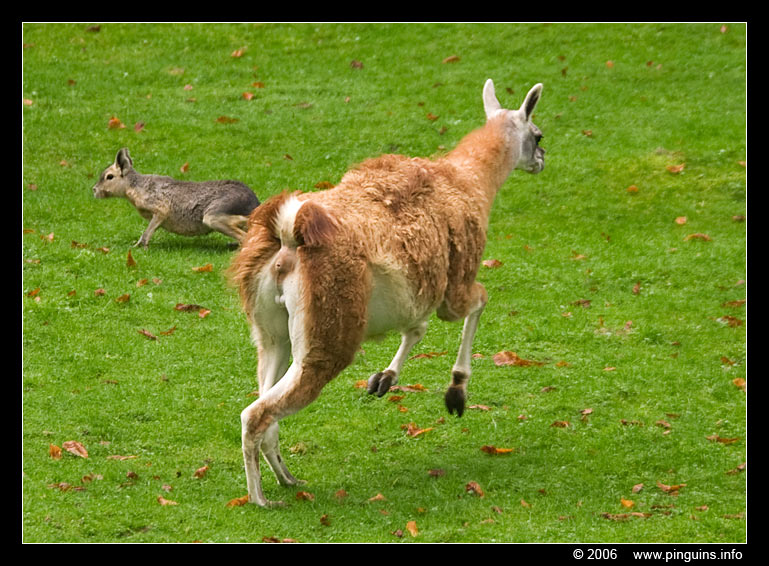 guanako ( Lama guanicoe ) guanaco
guanako achtervolgt een mara
guanaco chasing a mara
Trefwoorden: Wuppertal zoo Lama guanicoe guanako guanaco mara