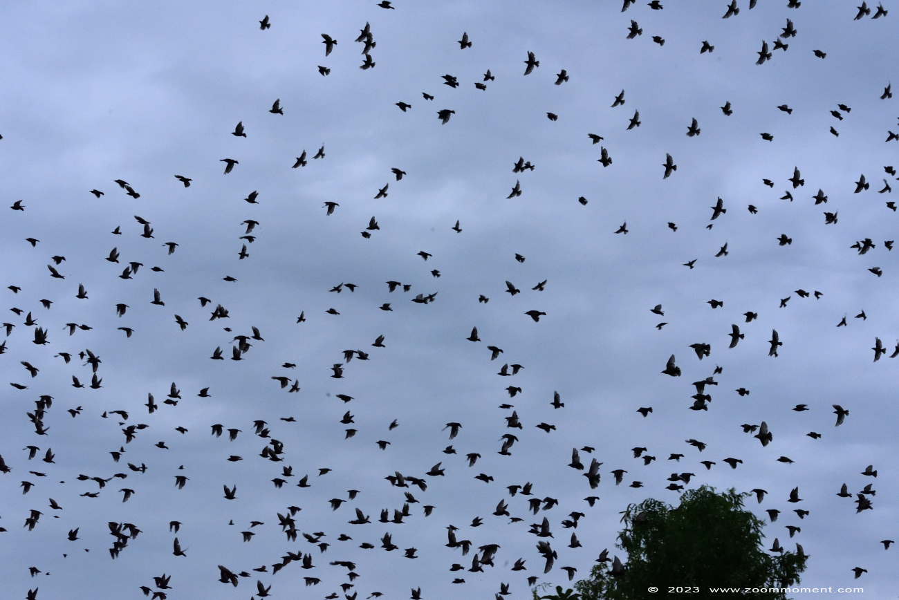 spreeuw ( Sturnus vulgaris ) European starling
Keywords: Ziezoo Volkel Nederland spreeuw Sturnus vulgaris European starling