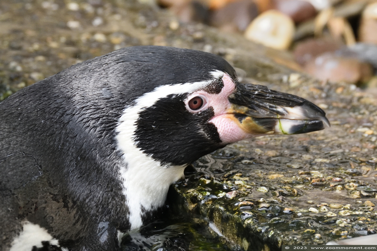 humboldtpinguïn ( Spheniscus humboldti ) humboldt penguin 
Λέξεις-κλειδιά: Ziezoo Volkel Nederland humboldtpinguïn Spheniscus humboldti humboldt penguin