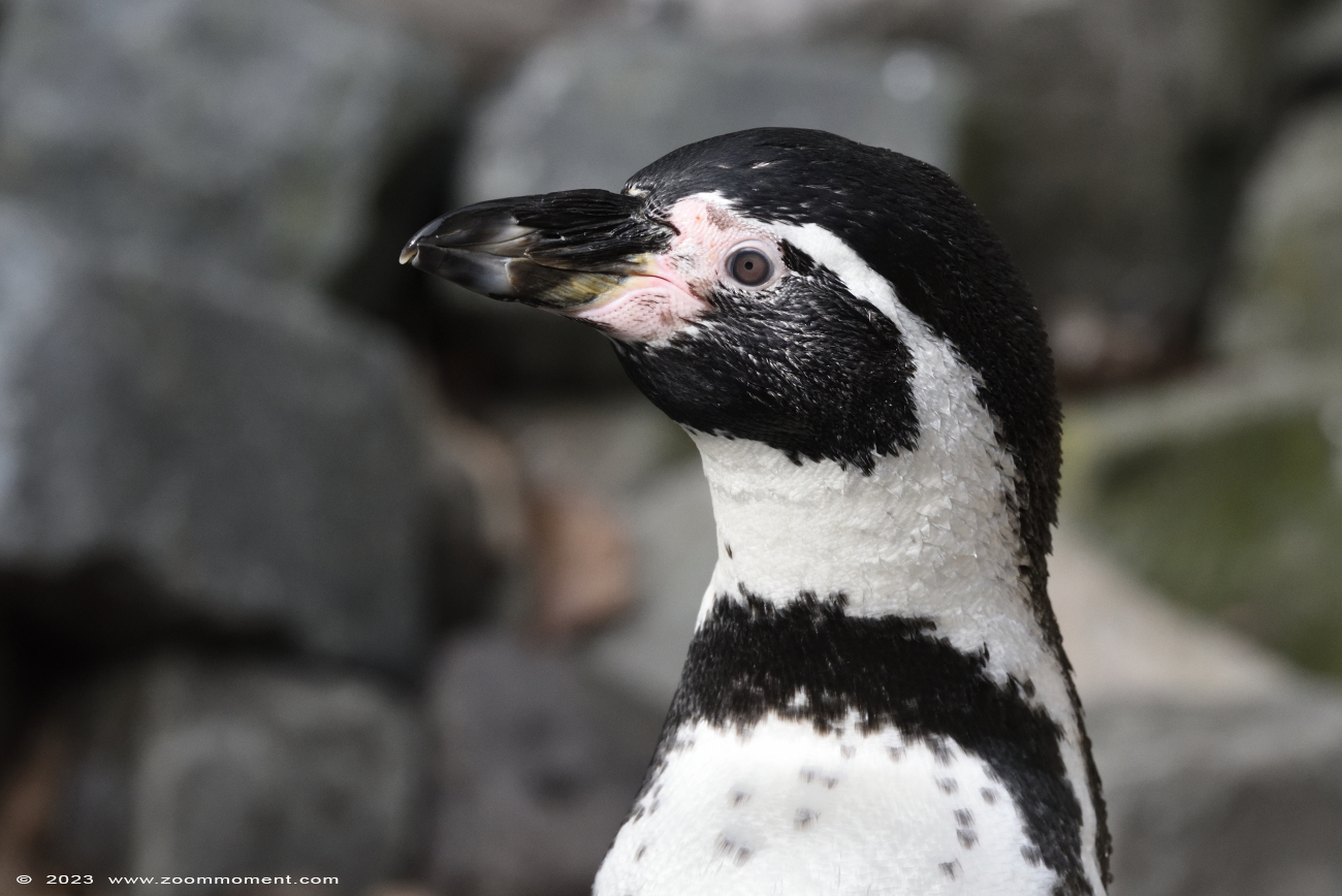 humboldtpinguïn ( Spheniscus humboldti ) humboldt penguin 
Palavras chave: Ziezoo Volkel Nederland humboldtpinguïn Spheniscus humboldti humboldt penguin