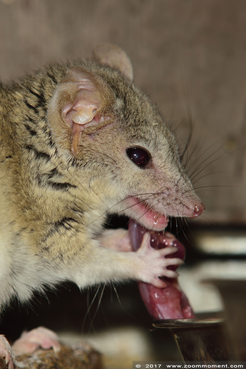 kowari  ( Dasyuroides byrnei  ) brush tailed marsupial rat
Trefwoorden: Ziezoo Volkel Nederland kowari  Dasyuroides byrnei  brush tailed marsupial rat