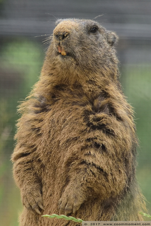 alpenmarmot  ( Marmota marmota ) alpine marmot 
Trefwoorden: Ziezoo Volkel Nederland alpenmarmot Marmota marmota alpine marmot 