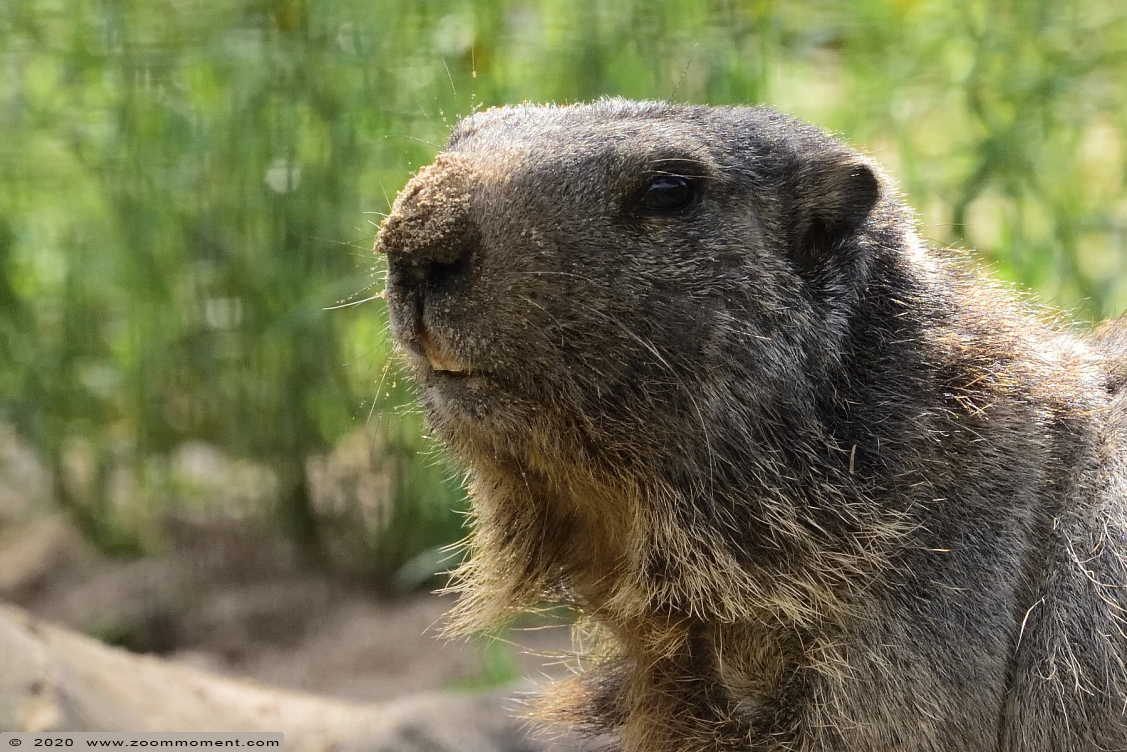 Alpenmarmot ( Marmota marmota ) Alpine marmot
Trefwoorden: Ziezoo Volkel Nederland alpenmarmot Marmota marmota alpine marmot 
