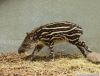DSC_22692_Ziezoo19_tapir_yoepc.jpg