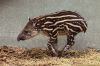 DSC_22693_Ziezoo19_tapir_yoepc.jpg