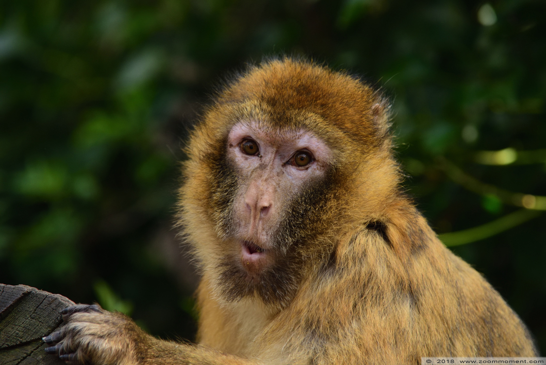 berberaap of magot aap of makaak ( Macaca sylvanus ) Berber monkey 
Trefwoorden: De Zonnegloed Belgium berberaap magot aap  makaak  Macaca sylvanus  Berber monkey