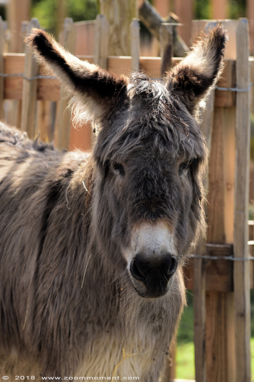 kruisezel  ( Equus africanus asinus )  donkey
Keywords: De Zonnegloed Belgium kruisezel  Equus africanus asinus  donkey