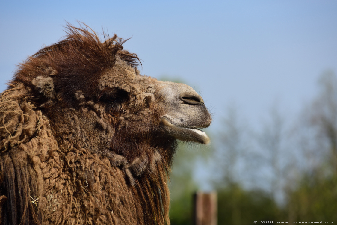 kameel  ( Camelus bactrianus )  Bactrian camel  
Trefwoorden: De Zonnegloed Belgium kameel  Camelus bactrianus  Bactrian camel 