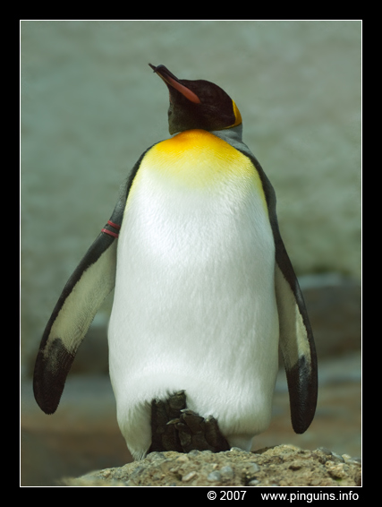 koningspinguin ( Aptenodytes patagonicus ) king penguin
Trefwoorden: Zuerich Zürich zoo Zwitserland  koningspinguin  Aptenodytes patagonicus king penguin
